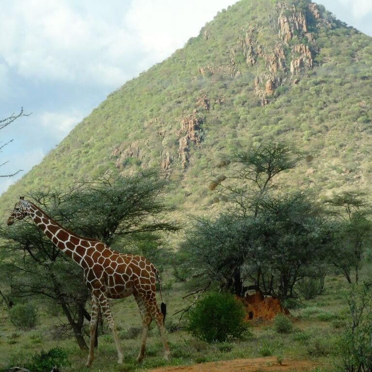 Nyangulo Africa Safaris