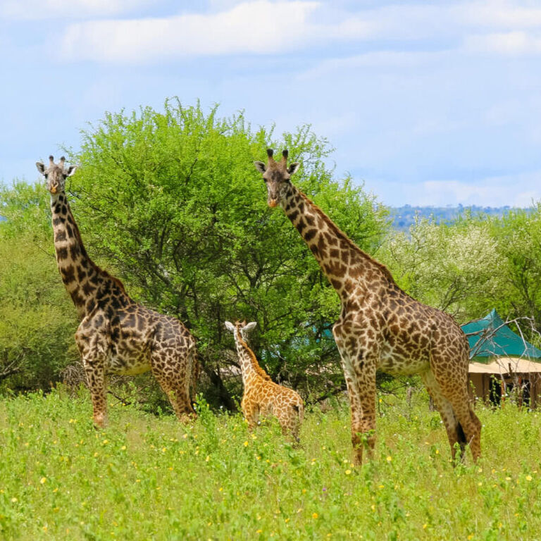 Nyangulo Africa Safaris