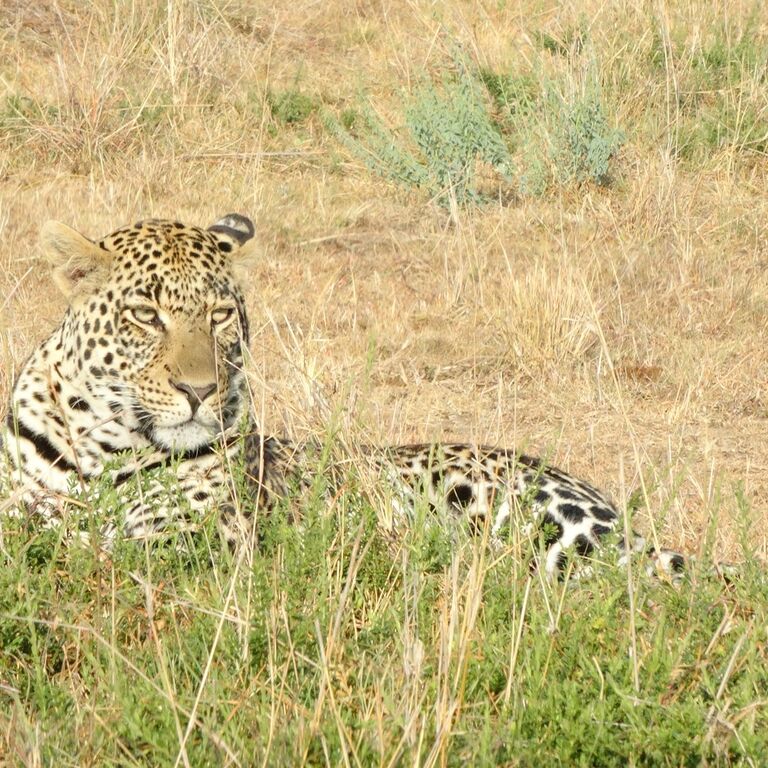 Nyangulo Africa Safaris