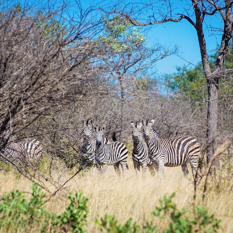 The Zim Traveller Experiences