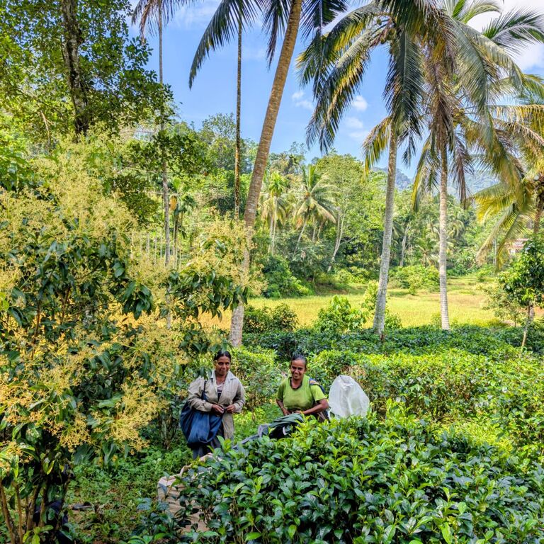 U-Tea Lanka Tours