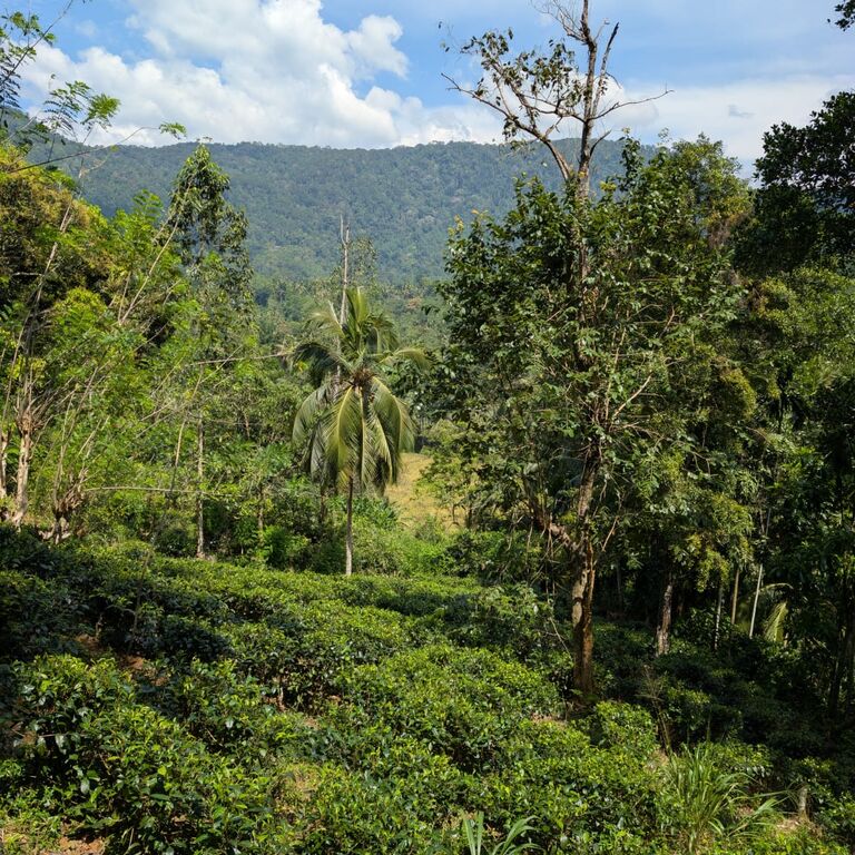 U-Tea Lanka Tours