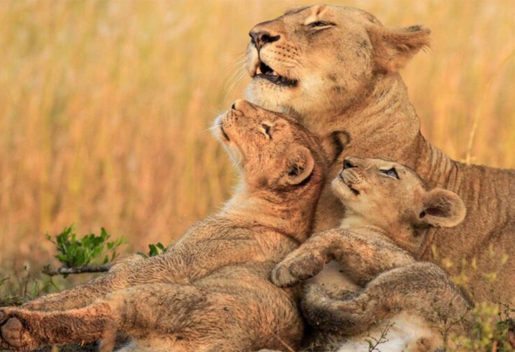 Ababa Uganda Safaris