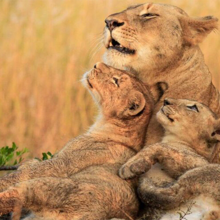Ababa Uganda Safaris