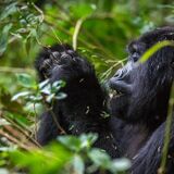 Ababa Uganda Safaris