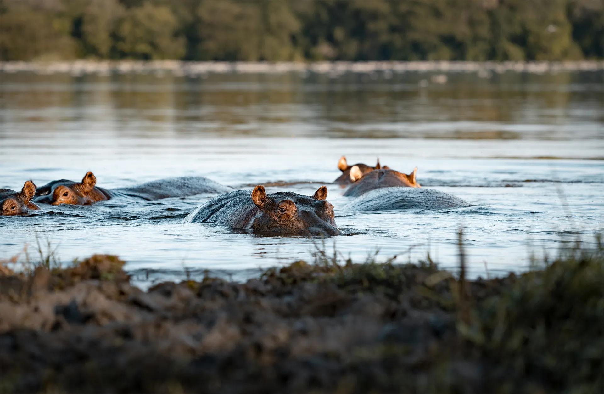 King of the Jungle Tours