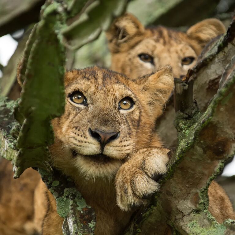 King of the Jungle Tours