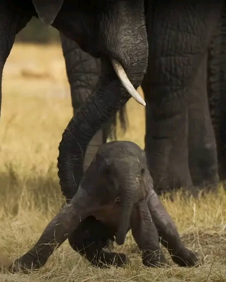 Zambezi Tours and Safaris