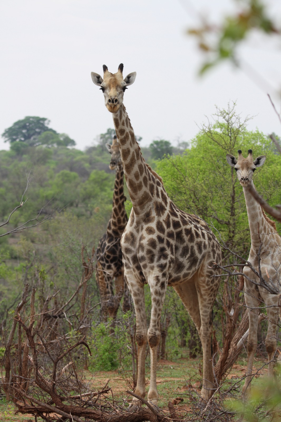 Zambezi Tours and Safaris