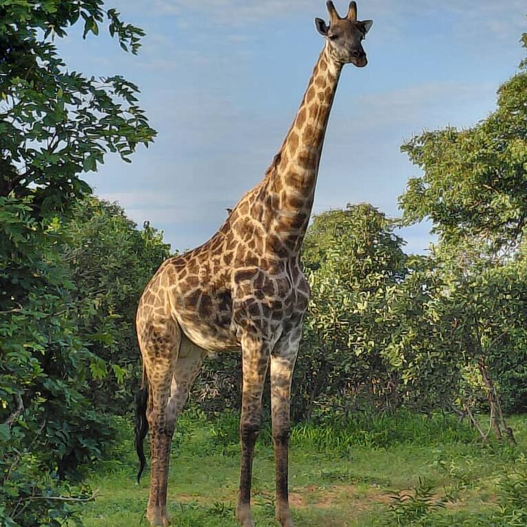Zambezi Tours and Safaris