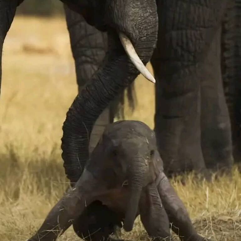Zambezi Tours and Safaris