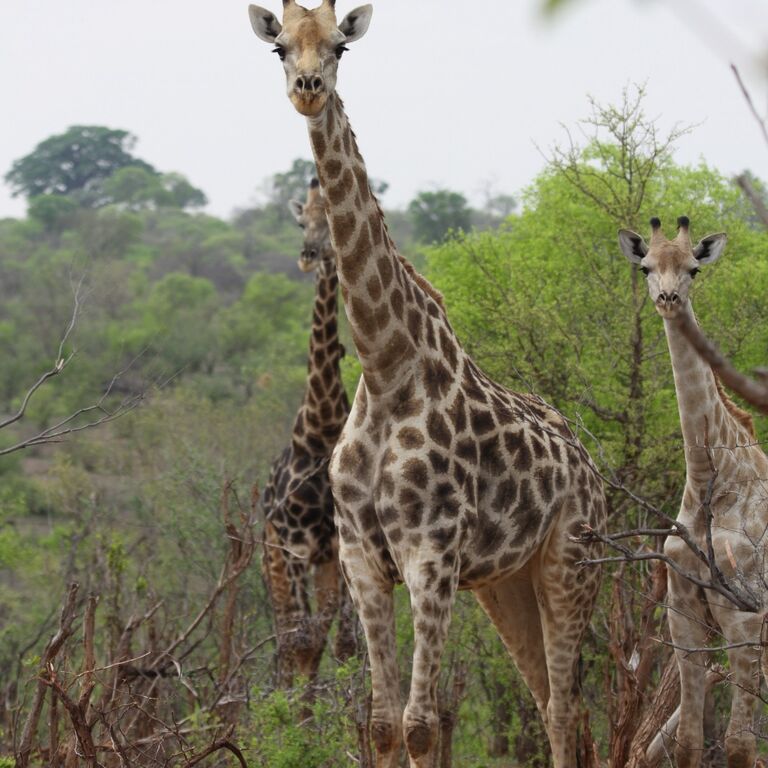 Zambezi Tours and Safaris