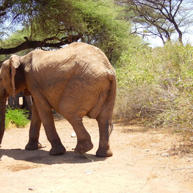 Tilman Safaris
