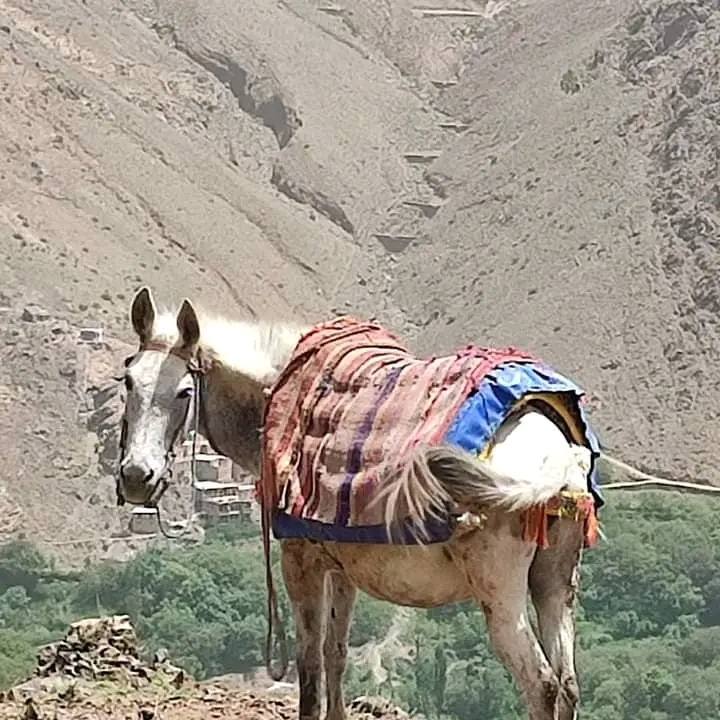 Omar