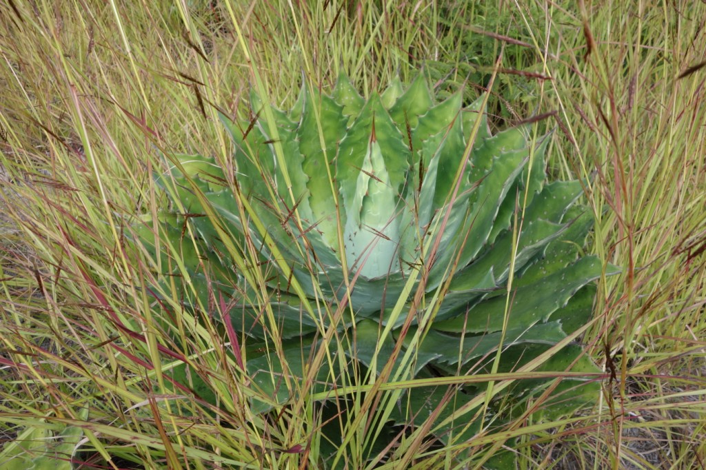 Mezcal Educational Tour Oaxaca