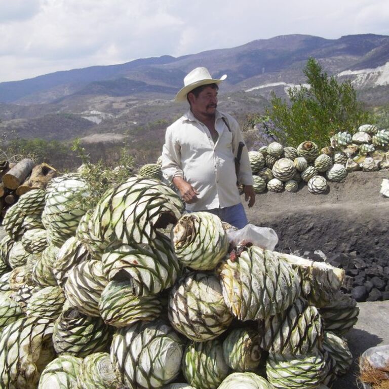 Mezcal Educational Tour Oaxaca