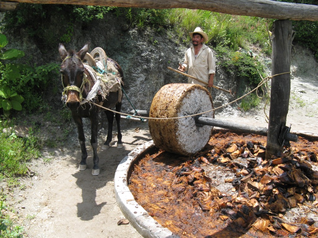 Mezcal Educational Tour Oaxaca