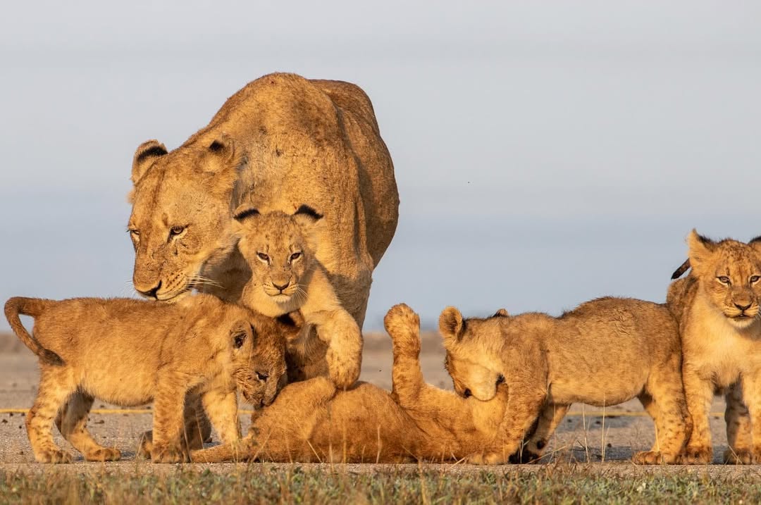 Wild Billy Africa Tours