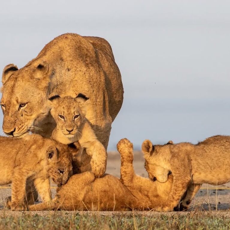 Wild Billy Africa Tours