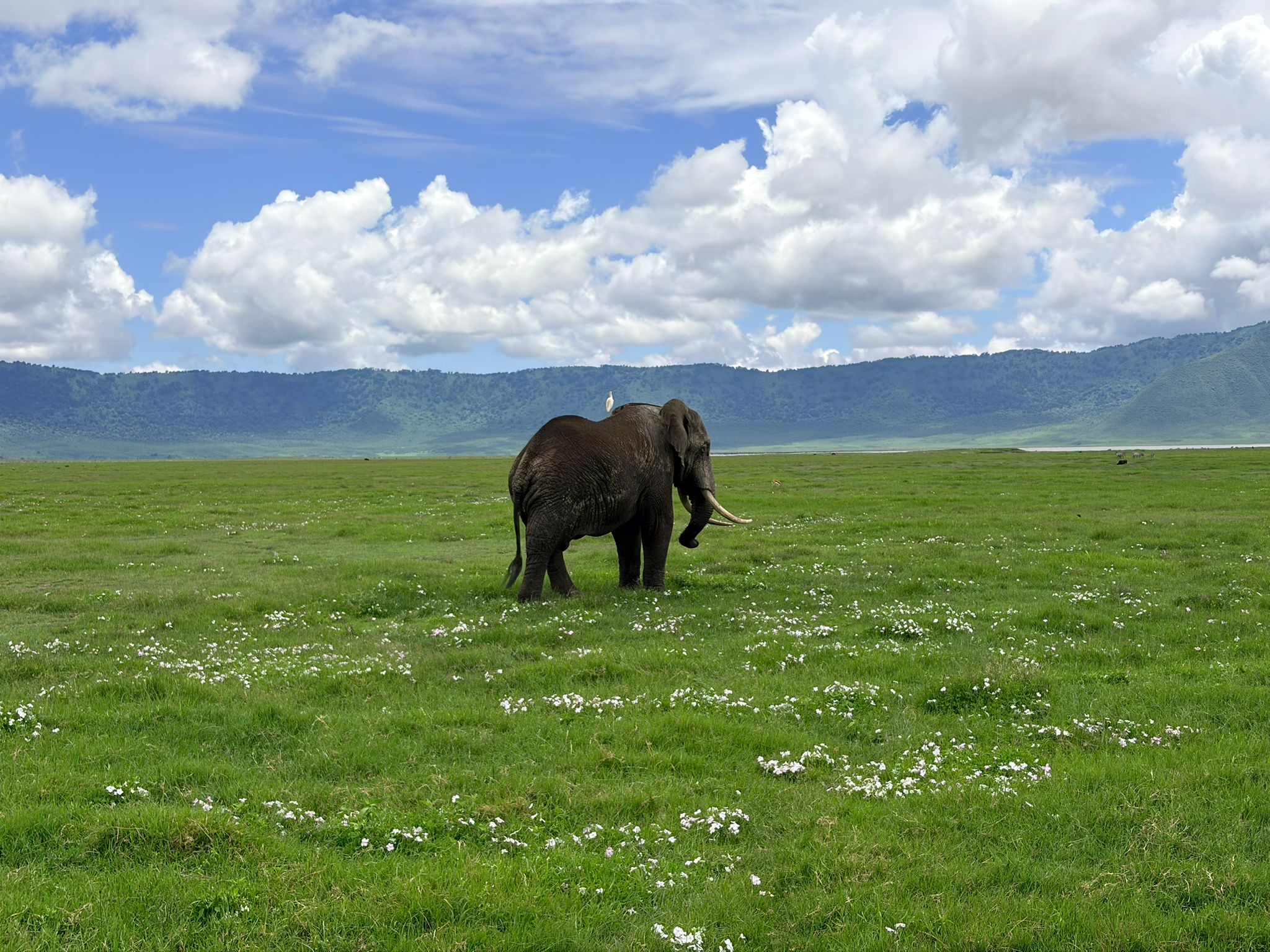 DOCILE TANZANIA ADVENTURE