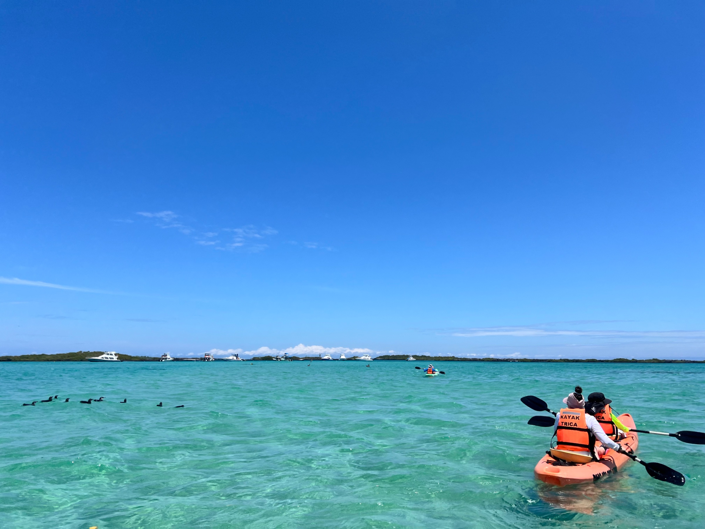 Kayak Trica Tintoreras