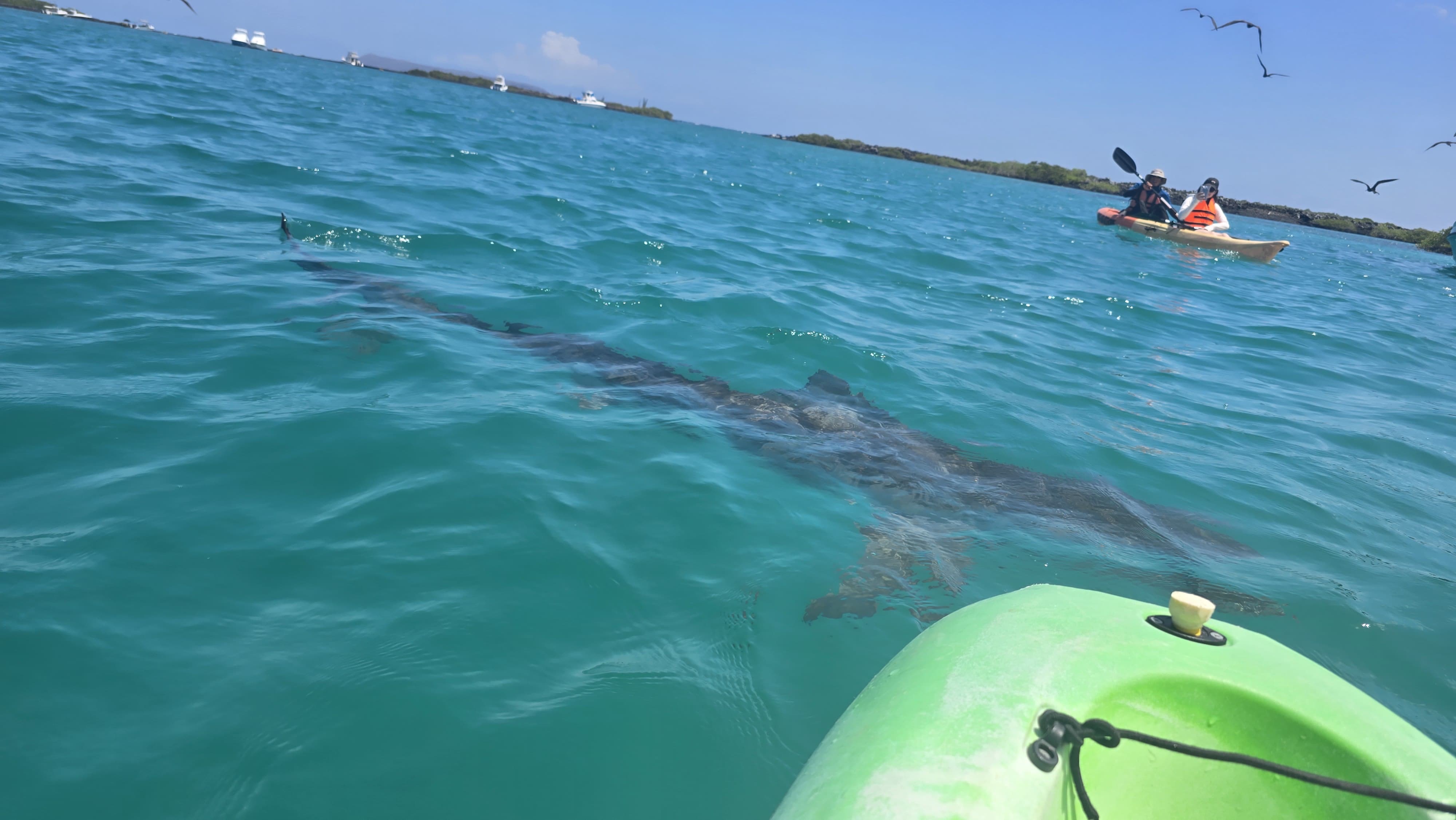 Kayak Trica Tintoreras