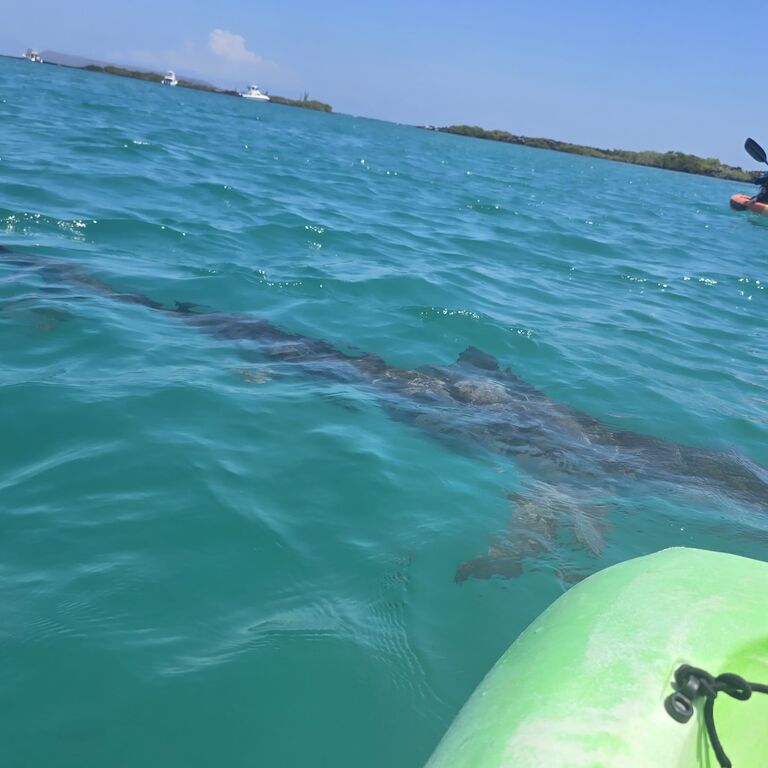 Kayak Trica Tintoreras