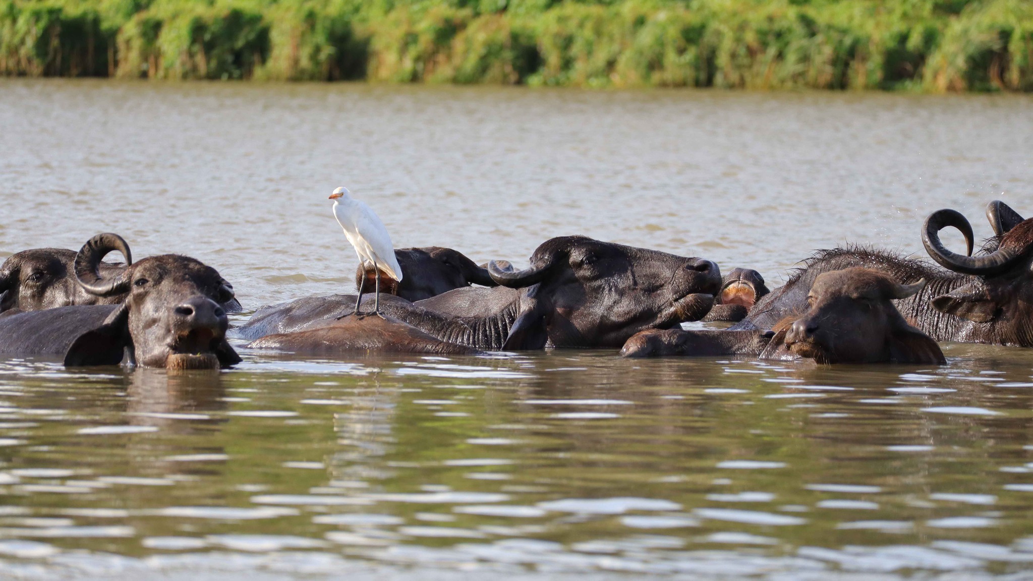 walawe river jungle boatsafari