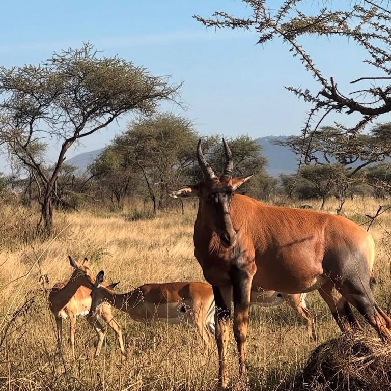 HOPE EXPEDITION SAFARIS
