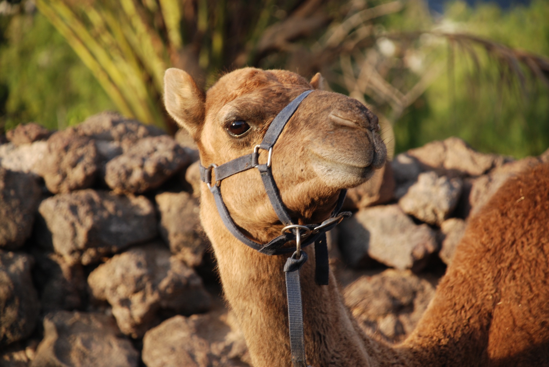 Camel park