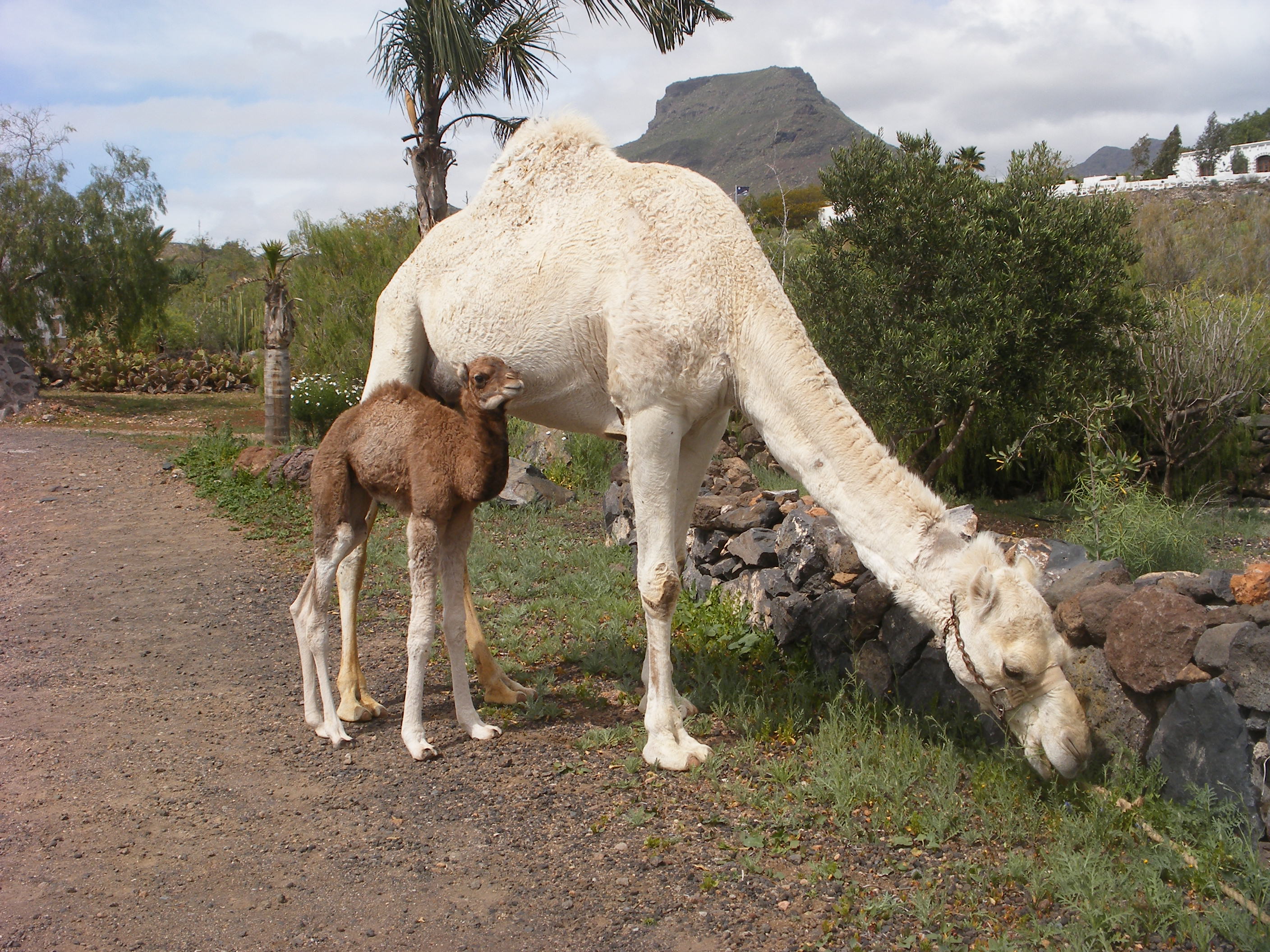 Camel park