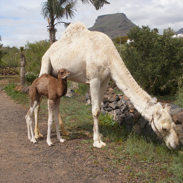Camel park