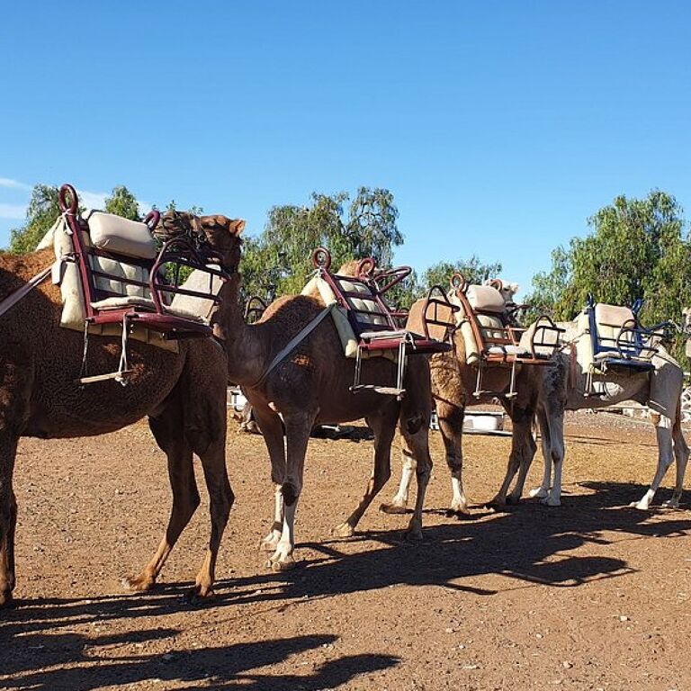 Camel park