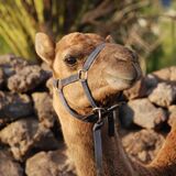 Camel park