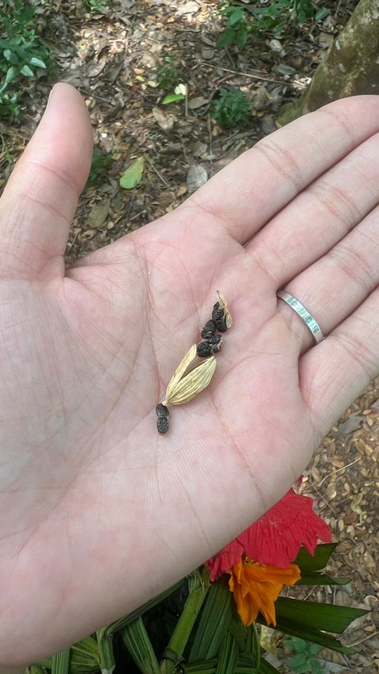 Spice Tour with Cooking Class