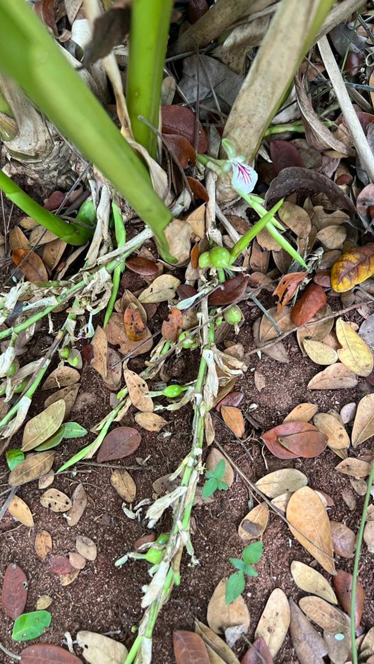 Spice Tour with Cooking Class