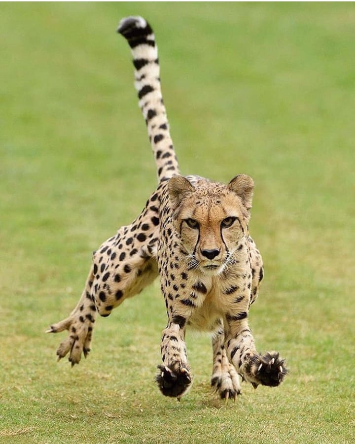 Munoma Africa Safari