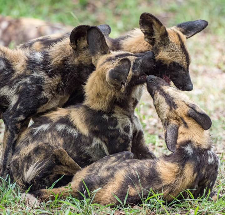 Munoma Africa Safari