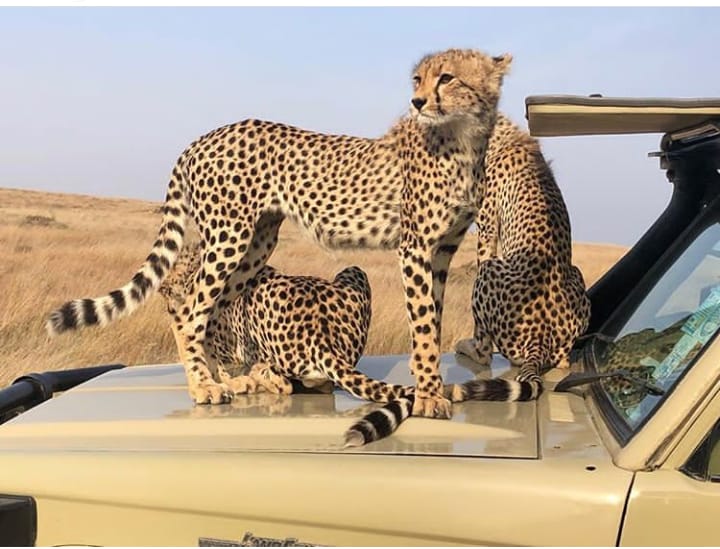 Munoma Africa Safari