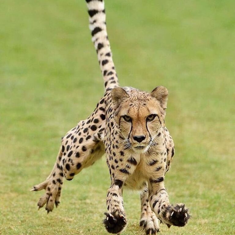 Munoma Africa Safari