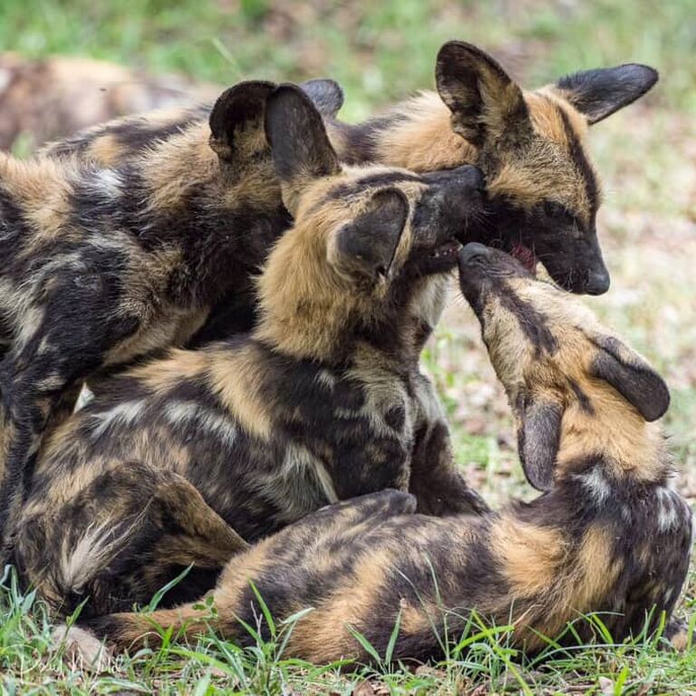 Munoma Africa Safari