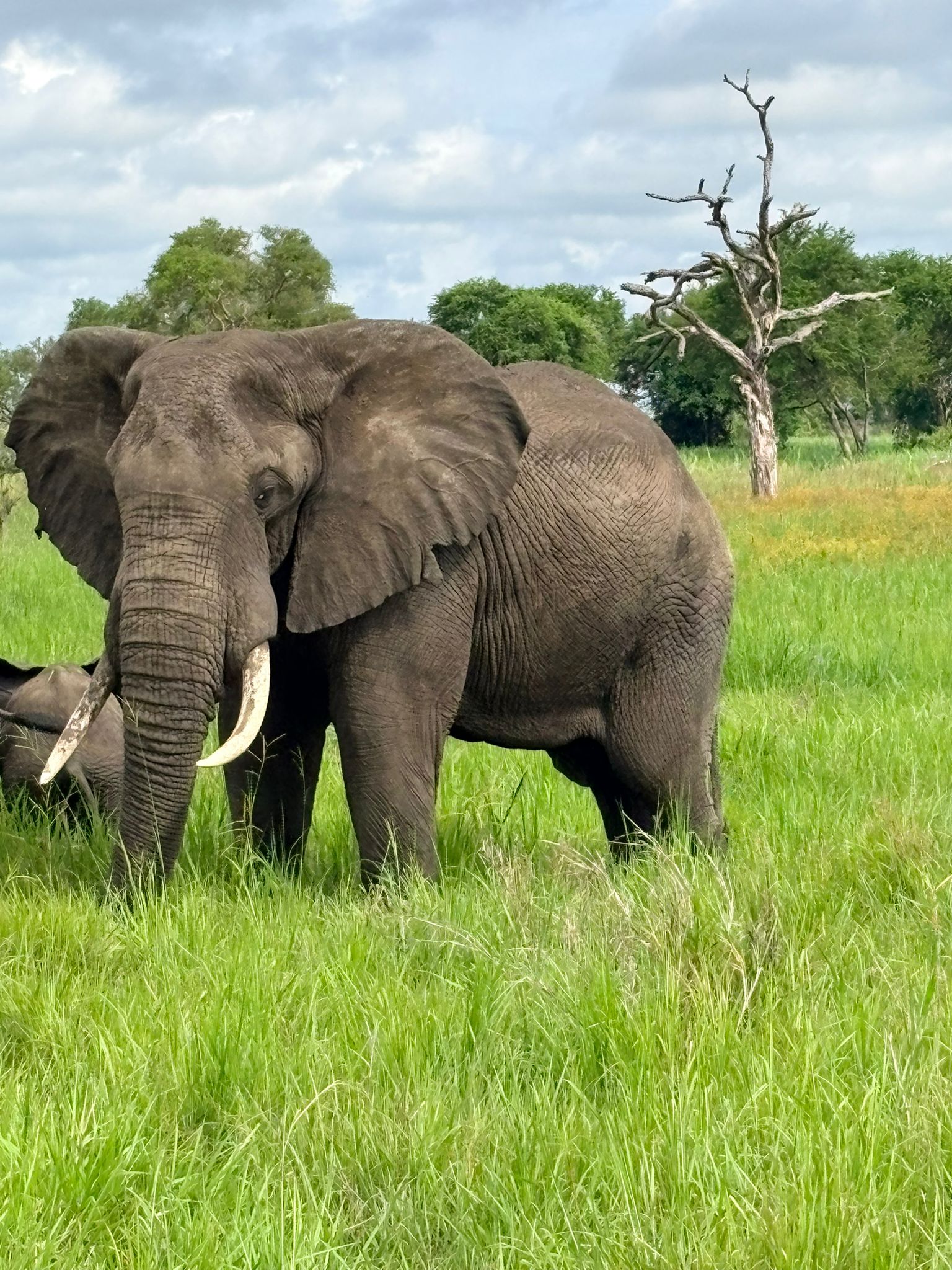 Safari Mikumi 3 Days 2 Nights