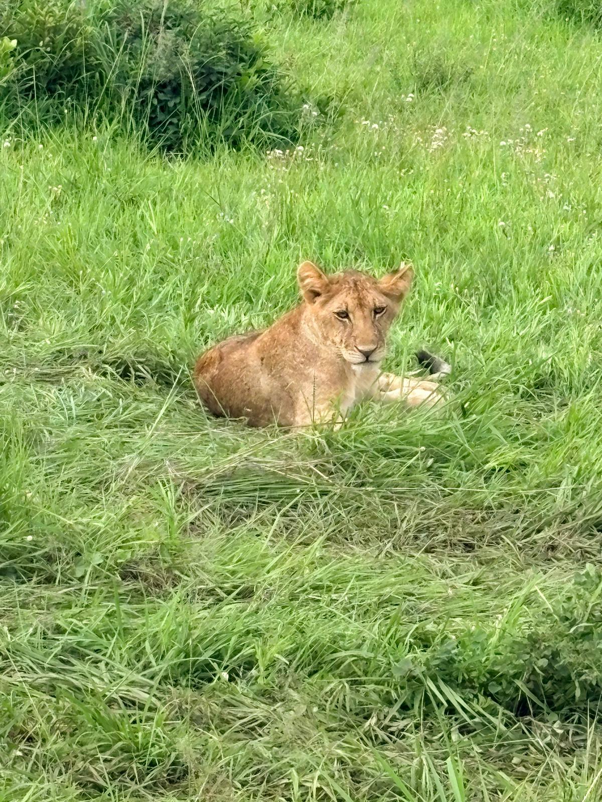 Safari Mikumi 3 Days 2 Nights