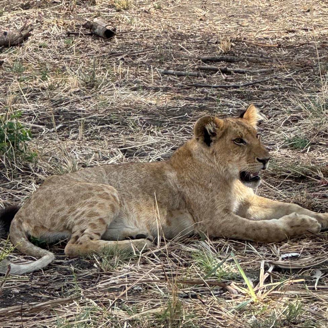 Safari Mikumi 3 Days 2 Nights