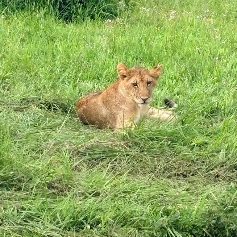 Safari Mikumi 3 Days 2 Nights