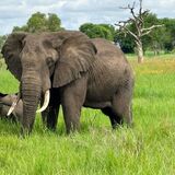 Safari Mikumi 3 Days 2 Nights