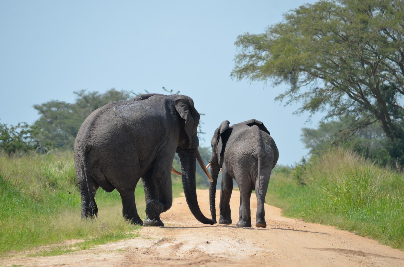 Jimnat Gorilla Tours