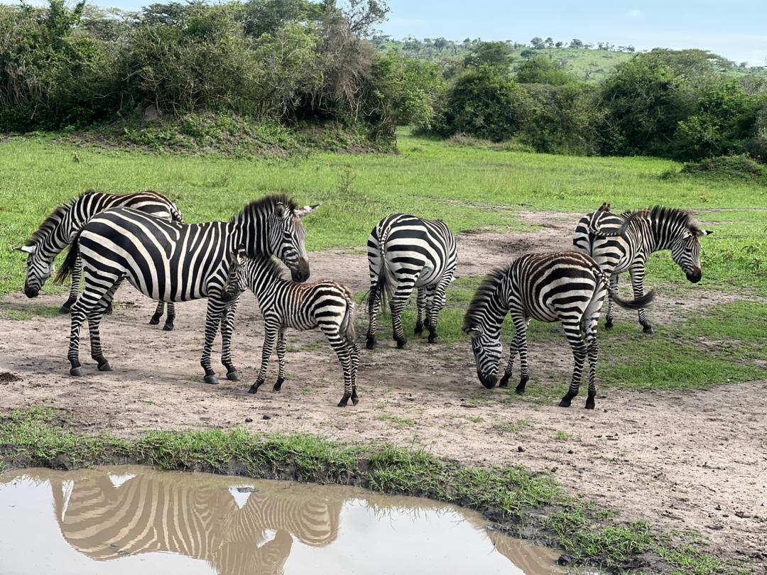 Jimnat Gorilla Tours