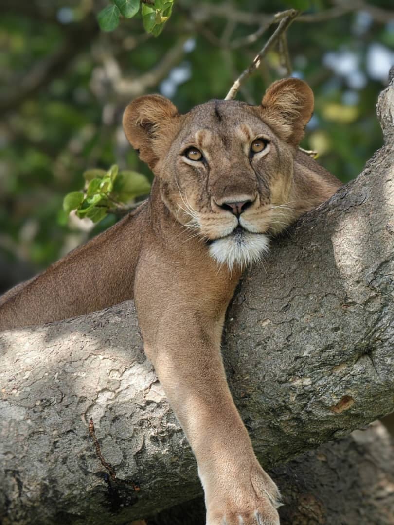 Jimnat Gorilla Tours