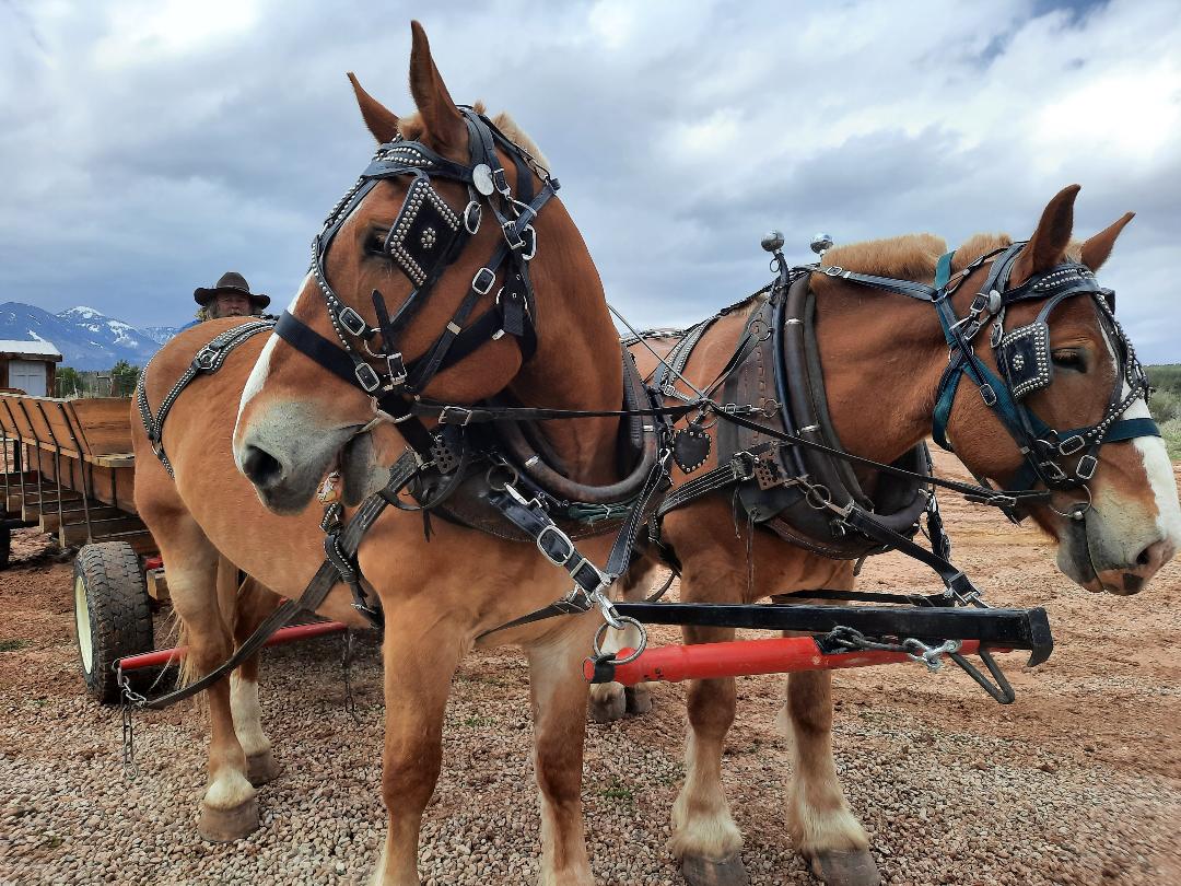 Mountain Joe's Trail Rides